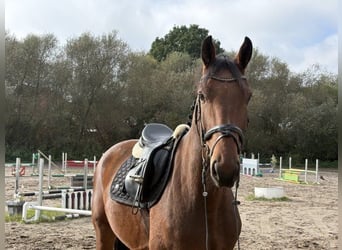 Hannoveriano, Caballo castrado, 4 años, 171 cm, Castaño