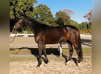 Hannoveriano, Caballo castrado, 4 años, 171 cm, Castaño oscuro Hannoveriano, Caballo castrado, 4 años, 171 cm, Castaño oscuro