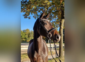 Hannoveriano, Caballo castrado, 4 años, 171 cm, Castaño oscuro Hannoveriano, Caballo castrado, 4 años, 171 cm, Castaño oscuro