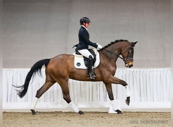 Hannoveriano, Caballo castrado, 4 años, 171 cm, Castaño oscuro