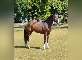Hannoveriano, Caballo castrado, 4 años, 171 cm, Morcillo