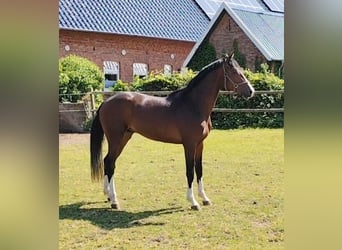 Hannoveriano, Caballo castrado, 4 años, 171 cm, Morcillo