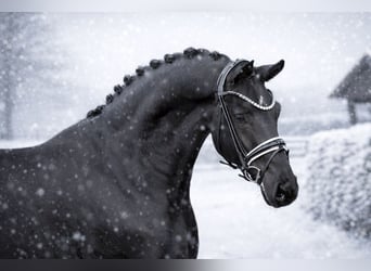 Hannoveriano, Caballo castrado, 4 años, 171 cm, Negro