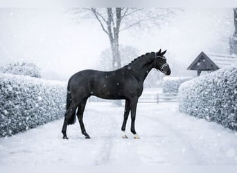Hannoveriano, Caballo castrado, 4 años, 171 cm, Negro