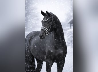 Hannoveriano, Caballo castrado, 4 años, 171 cm, Negro