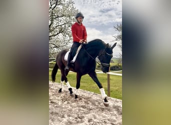 Hannoveriano, Caballo castrado, 4 años, 171 cm, Negro