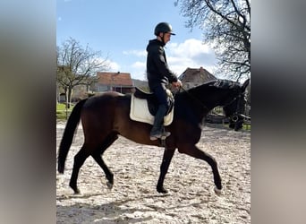 Hannoveriano, Caballo castrado, 4 años, 171 cm, Negro