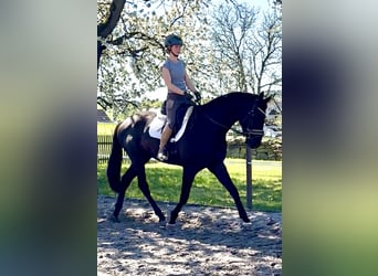 Hannoveriano, Caballo castrado, 4 años, 171 cm, Negro