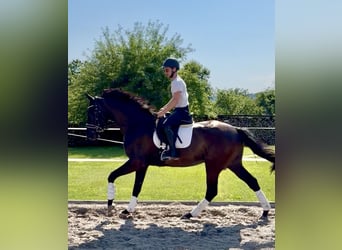 Hannoveriano, Caballo castrado, 4 años, 171 cm, Negro