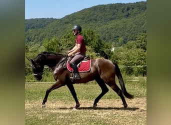 Hannoveriano, Caballo castrado, 4 años, 171 cm, Negro