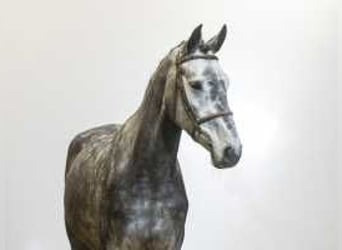 Hannoveriano, Caballo castrado, 4 años, 171 cm, Tordo