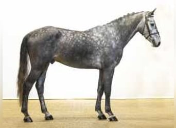 Hannoveriano, Caballo castrado, 4 años, 171 cm, Tordo