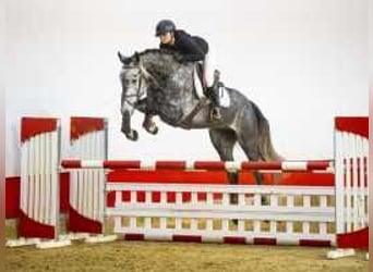 Hannoveriano, Caballo castrado, 4 años, 171 cm, Tordo