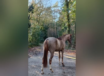 Hannoveriano, Caballo castrado, 4 años, 172 cm, Alazán