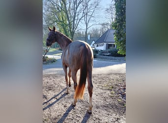 Hannoveriano, Caballo castrado, 4 años, 172 cm, Alazán