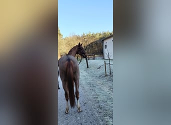 Hannoveriano, Caballo castrado, 4 años, 172 cm, Alazán