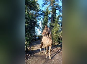 Hannoveriano, Caballo castrado, 4 años, 172 cm, Alazán