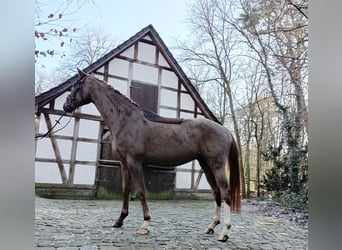 Hannoveriano, Caballo castrado, 4 años, 172 cm, Alazán