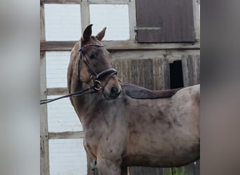 Hannoveriano, Caballo castrado, 4 años, 172 cm, Alazán