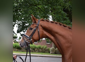 Hannoveriano, Caballo castrado, 4 años, 172 cm, Alazán