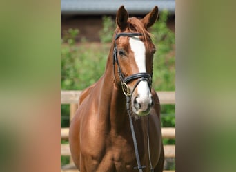 Hannoveriano, Caballo castrado, 4 años, 172 cm, Alazán
