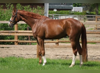 Hannoveriano, Caballo castrado, 4 años, 172 cm, Alazán