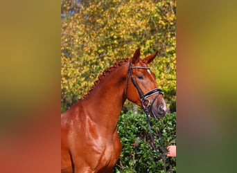 Hannoveriano, Caballo castrado, 4 años, 172 cm, Alazán