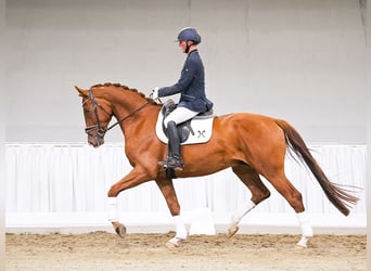 Hannoveriano, Caballo castrado, 4 años, 172 cm, Alazán-tostado