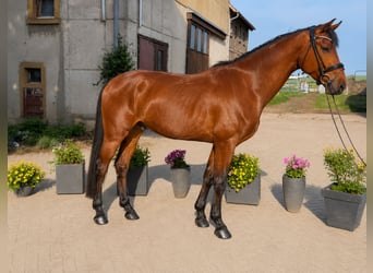 Hannoveriano, Caballo castrado, 4 años, 172 cm, Castaño