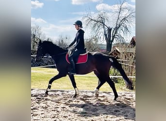 Hannoveriano, Caballo castrado, 4 años, 172 cm, Castaño