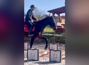 Hannoveriano, Caballo castrado, 4 años, 172 cm, Castaño