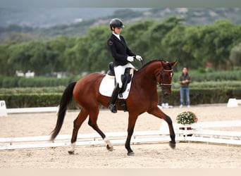 Hannoveriano, Caballo castrado, 4 años, 172 cm, Castaño