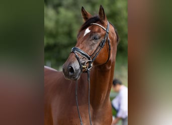 Hannoveriano, Caballo castrado, 4 años, 172 cm, Castaño