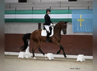 Hannoveriano, Caballo castrado, 4 años, 172 cm, Castaño