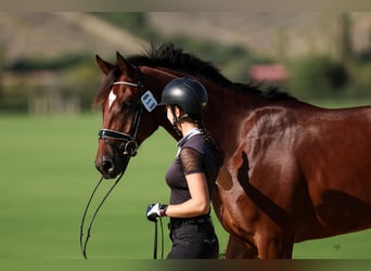 Hannoveriano, Caballo castrado, 4 años, 172 cm, Castaño