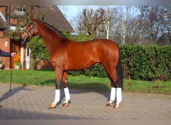 Hannoveriano, Caballo castrado, 4 años, 172 cm, Castaño