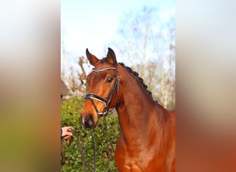 Hannoveriano, Caballo castrado, 4 años, 172 cm, Castaño