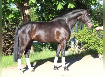 Hannoveriano, Caballo castrado, 4 años, 172 cm, Castaño