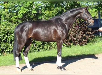 Hannoveriano, Caballo castrado, 4 años, 172 cm, Castaño