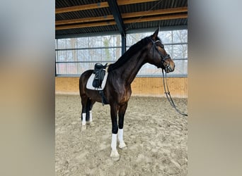 Hannoveriano, Caballo castrado, 4 años, 172 cm, Castaño oscuro