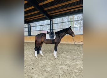 Hannoveriano, Caballo castrado, 4 años, 172 cm, Castaño oscuro