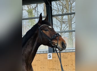 Hannoveriano, Caballo castrado, 4 años, 172 cm, Castaño oscuro