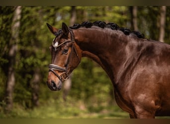 Hannoveriano, Caballo castrado, 4 años, 172 cm, Castaño oscuro