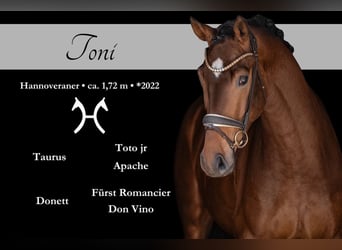 Hannoveriano, Caballo castrado, 4 años, 172 cm, Castaño oscuro