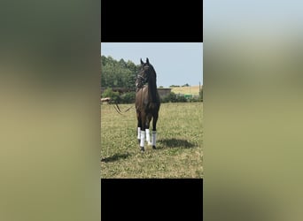 Hannoveriano, Caballo castrado, 4 años, 172 cm, Castaño oscuro