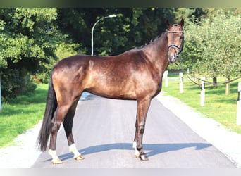 Hannoveriano, Caballo castrado, 4 años, 172 cm, Castaño oscuro