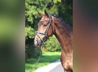 Hannoveriano, Caballo castrado, 4 años, 172 cm, Castaño oscuro