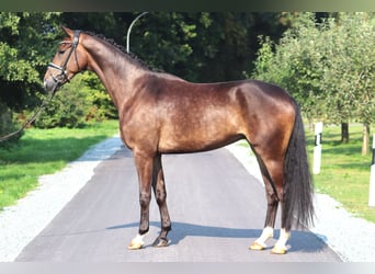 Hannoveriano, Caballo castrado, 4 años, 172 cm, Castaño oscuro