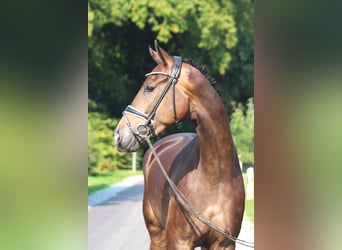 Hannoveriano, Caballo castrado, 4 años, 172 cm, Castaño oscuro