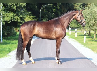 Hannoveriano, Caballo castrado, 4 años, 172 cm, Castaño oscuro